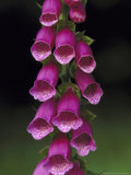 Foxglove