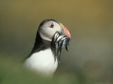 Atlantic Puffin  Close-up of Adult with Sand Eels  Scotland