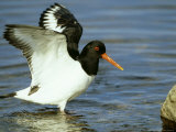 Oystercatcher  Wings Raised  Scotland