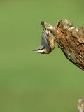 Nuthatch on Stump  UK