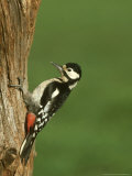 Great Spotted Woodpecker  Dendrocopos Major  Female on Rotten Stump