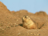 Prairie Marmot Emerging from Underground Burrow