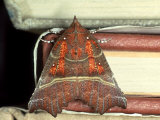Herald Moth on Stack of Books  Devon