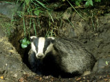 Badger