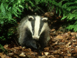Badger  Close-up