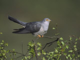 Cuckoo  Male Perched on Silver Birchsapling  UK