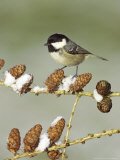 Coal Tit  Adult Perched on Larch Cones in Winter  Scotland  UK