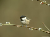 Coal Tit  Perched on Pussy Willow  South Yorks
