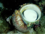 Giant Turban Shell  Underside  Australia