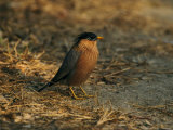 Brahminy Myna