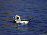 Long-Tailed Duck
