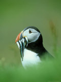 Atlantic Puffin  Close-up of Adult with Sand Eels  Scotland  UK