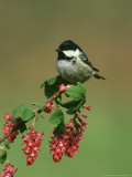 Coal Tit  Perched on Wild Currant Blossom  UK