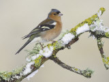 Chaffinch  Adult Male on Branch  Scotland