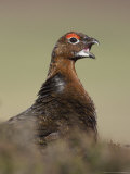 Red Grouse  Portrait of Male  Scotland