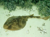 Fiddler Ray  Wool Bay  Australia