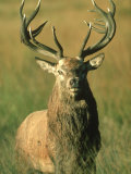 Red Deer  Cervus Elaphus Stag Portrait