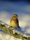 Yellowhammer  Emberiza Citrinella Female Perched on Branch Strathspey  Scotland