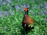Pheasant