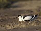 Avocet  Adult Incubating Eggs  Greece