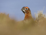 Red Grouse  Male  Scotland
