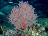 Gorgonian or Sea Fan  Solomon Islands