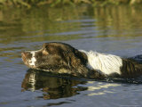 Springer Spaniel  Scotland