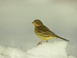 Yellowhammer  Emberiza Citrinella Female Perched in Snow Strathspey  Scotland