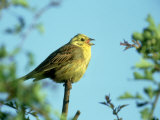 Yellowhammer
