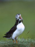 Atlantic Puffin  Adult with Sand Eels  Scotland  UK