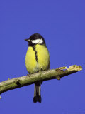 Coal Tit  Perched on Branch  Scotland