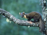Pine Marten  Young on Branch  July Highlands  Scotland