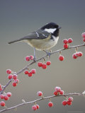 Coal Tit  Perched on Red Cotoneaster Berries  Scotland