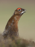 Red Grouse  Portrait of Male  Scotland