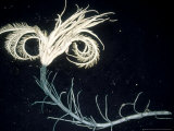 Stalked Crinoid  Bass Canyon  Australia