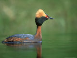 Slavonian Grebe  Podiceps Auritus Adult on Loch in Summer P Lumage  May  Scotland