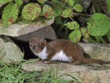 Weaselmustela Nivalisadult Standing on Dry Stone Wall