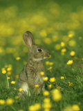 Rabbit  Adult Amongst Buttercups  UK