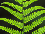 Male Fern  Close-up of Underside of Frond  UK