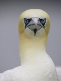 Gannet  Close-up Portrait of Adult  Scotland  UK