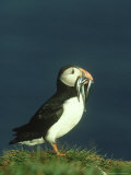 Puffin  Fratercula Arctica Adult with Sand Eels Scotland