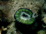 Solitary Coral  Edithburgh  Australia