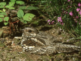 Nightjar  Caprimulgus Europaeus  Adult Incubating Eggs