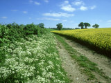Farmland Habitat  Cow Parsley  England (May)