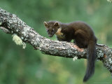 Pine Marten  Martes Martes Youngster on Branch  Scotland