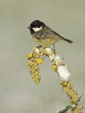 Coal Tit  Adult Perched on Mullein in Winter  Scotland  UK