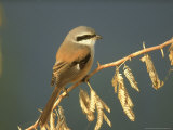 Rufous-Backed Shrike  Perched on Thorn Bush  N India