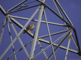 Common Buzzard  Adult on Electricity Pylon  Scotland