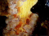 Leafy Seadragon  Eggs  Australia