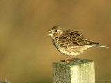 Skylark  Alauda Arvensis Singing from Fence Post South Uist  Scotland